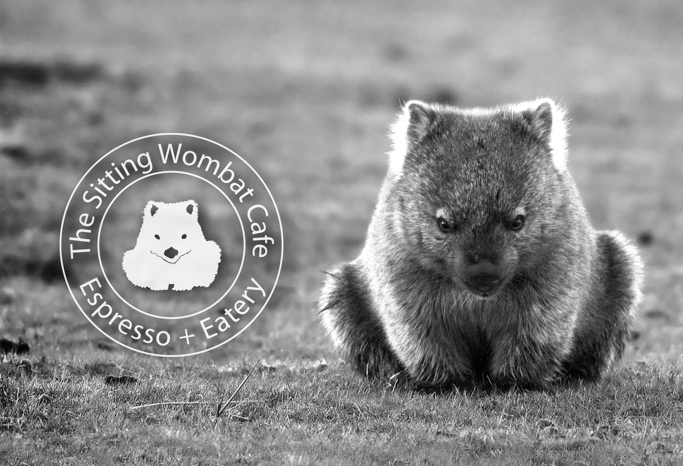 Sitting Wombat